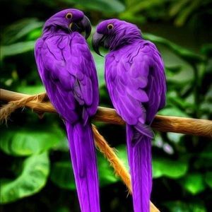 Meet your Posher, Naimah